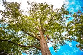 Best Hazardous Tree Removal  in Cross Mountain, TX