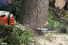 Best Leaf Removal  in Cross Mountain, TX