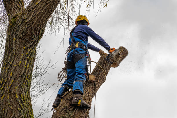 Best Firewood Processing and Delivery  in Cross Mountain, TX