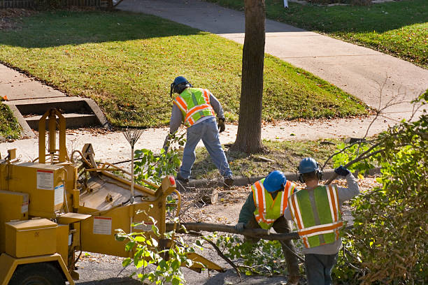 Reliable Cross Mountain, TX Tree Removal Solutions