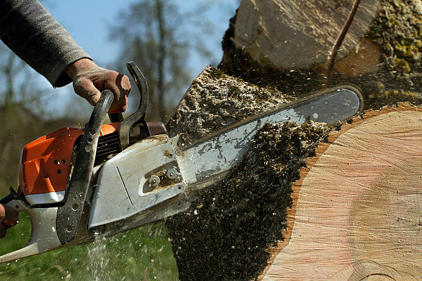 How Our Tree Care Process Works  in  Cross Mountain, TX